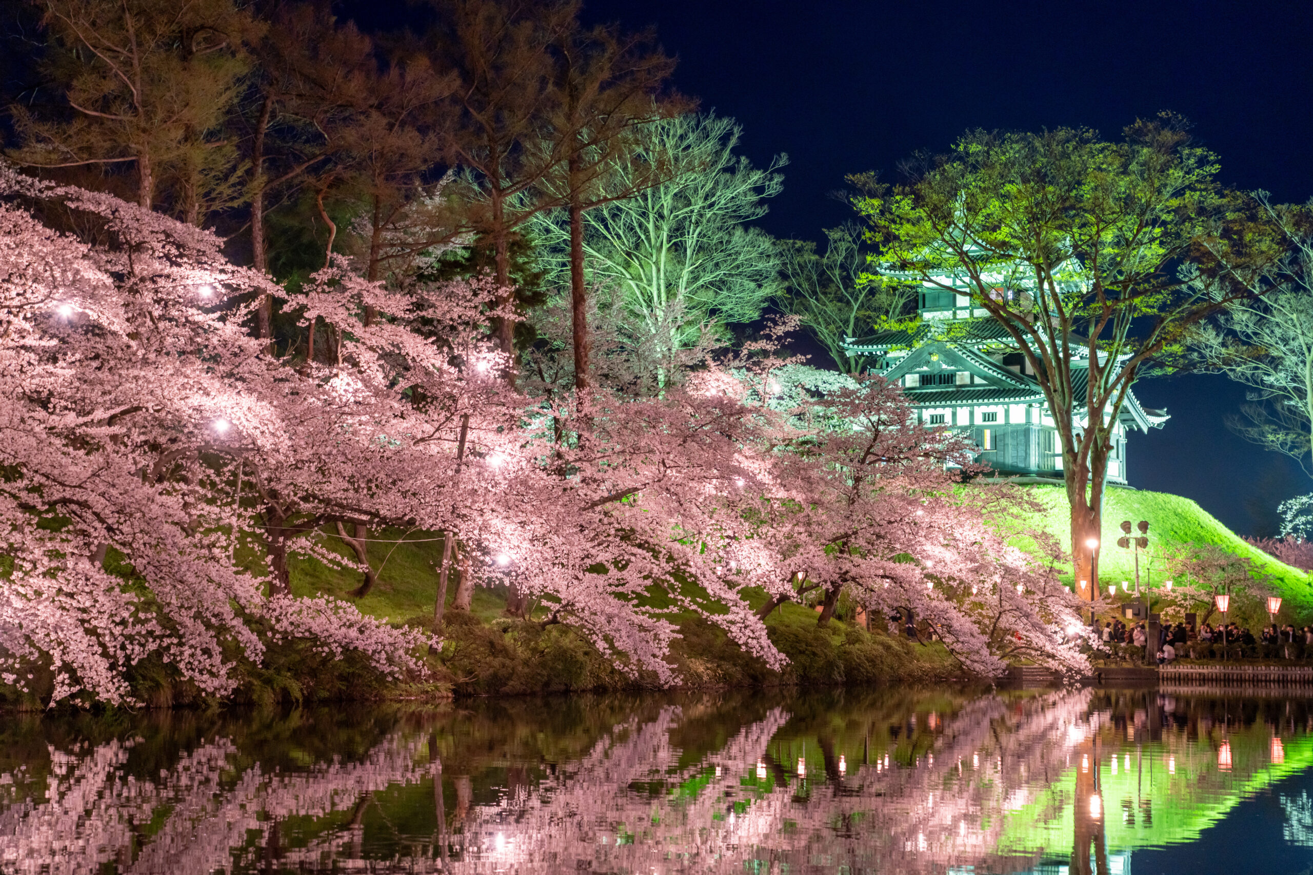 上越市高田城址公園の夜桜